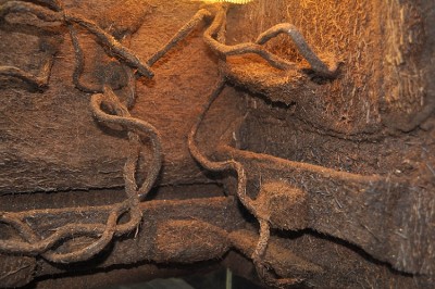 DSC_3296.JPG