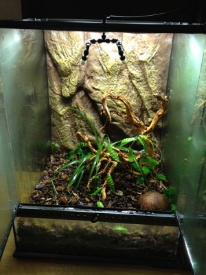 Terrarium 2, pilgift