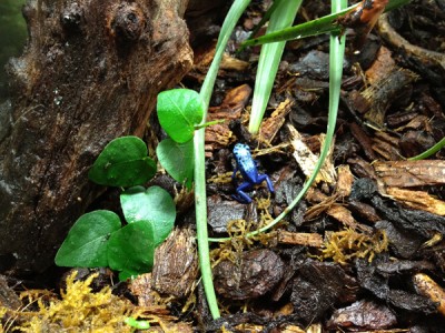Dendrobatez Azureus