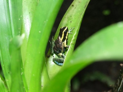 H.azureiventris male with tadpoles.JPG