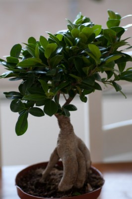 ficus microcarpa ginseng