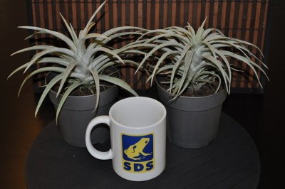tillandsia