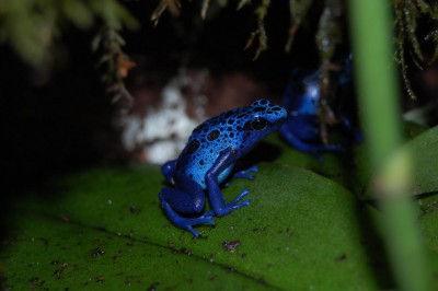 D. Azureus