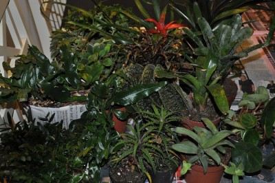 DSC_0137.JPG