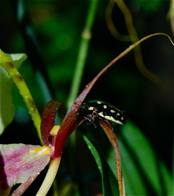 Flavovittata, Brassia.jpg