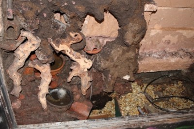 roots, bloody roots ( mopani är det)