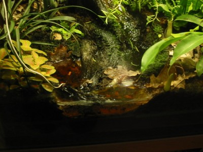 Pöl tänkt för yngel.