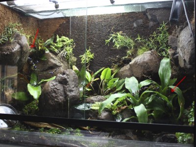 Man kan ana två grodor. De sitter nästan alltid en groda på dessa platser.