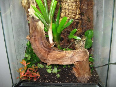 Jag borrade ett hål i roten och tryckte dit en till bromelia.