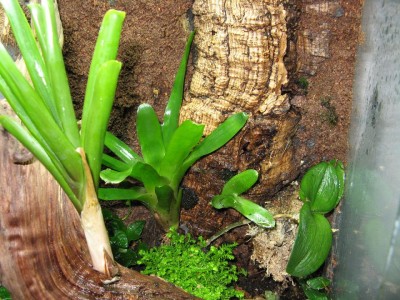 Planterade in en liten grön lummig växt i botten.Jag har ingen aning om vad det är för något? Orkidén trivdes inte alls när det var så blött.