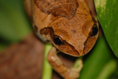 Leptopelis på jakt.jpg