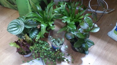 DSC_0177 (800x450) (640x360).jpg