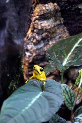 P. terribilis