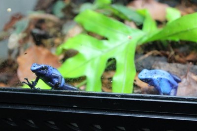 D.t 'Azureus'