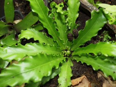 asplenium nidus