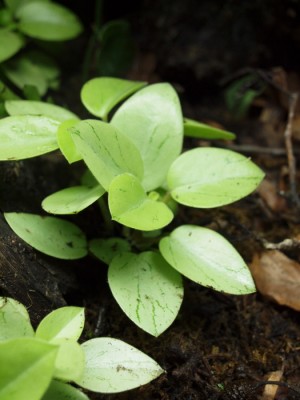 peperomia "pixie lime"