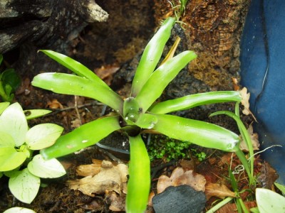 kan inte bestämma mig vart jag vill ha den än så den står fortfarande i krukan:P