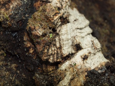 någonting mystiskt som gror i mossmixen riktigt spännande!