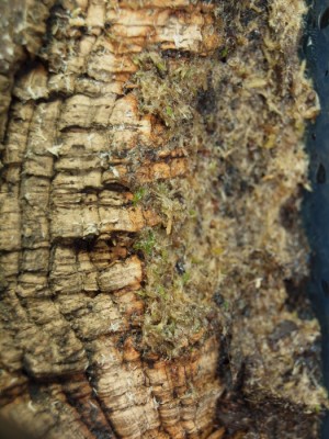 visst ser mixen ändå ut att börja bli grön?