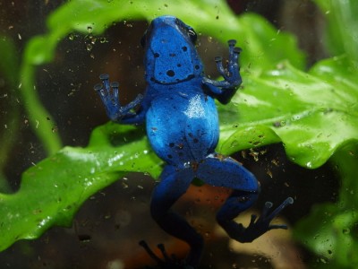 riktig liten knubbis, kanske är ägg?:P