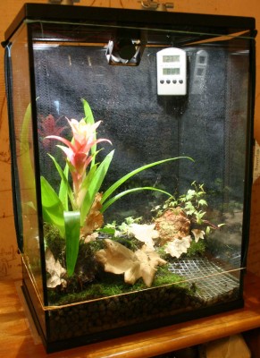 Första terrariet, hem till 2 vittatus