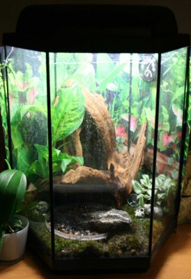 Andra terrariet, hem till 1 Azureus och 1 Auratus