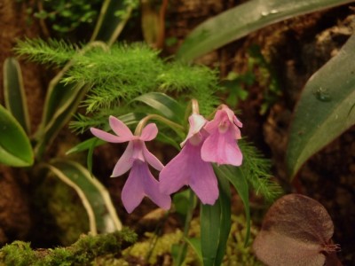 Oerstedella centradenia