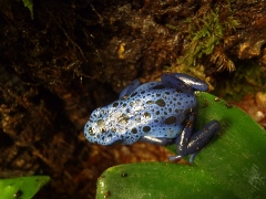D.azureus