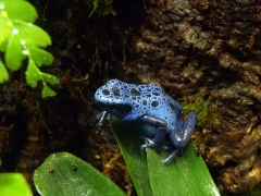 D.azureus