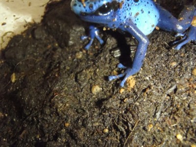 P4080613 (500x375).jpg