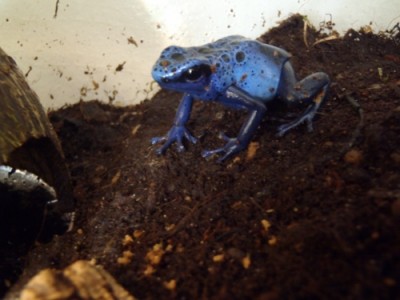 P4080605 (500x375).jpg