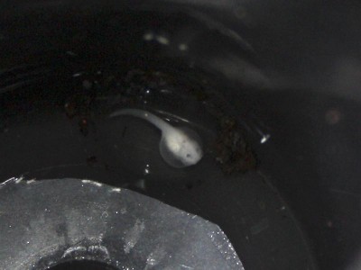 Premiären för R reticulata! <br />Första lillen, hoppas den klarar sig.