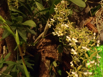 P4140642 (360x270).jpg