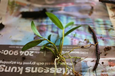 Dendrobium Kingianum "Alba"