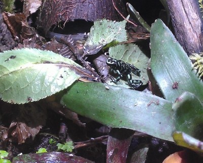 D.auratus camoflage 1.jpg