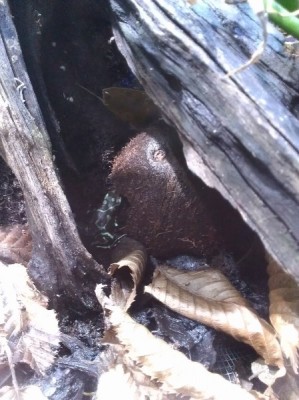 D.auratus camoflage 2.jpg