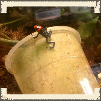 ImageUploadedByTapatalk 21373443362.868834.jpg