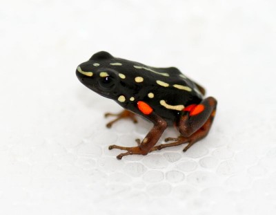 Adelphobates castaneoticus .jpg