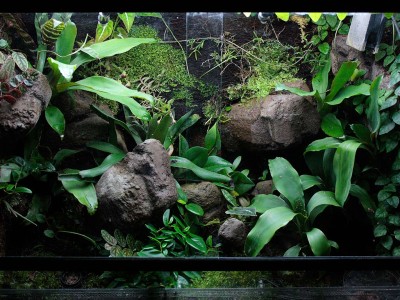 Terrarium_aug3.jpg
