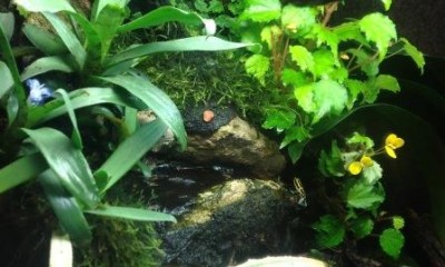 Ranitomeya A F G och blommande Liliputiana