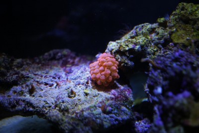 IMG_1738 (700x467).jpg