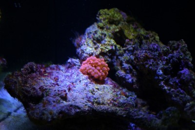 IMG_1733 (650x433).jpg