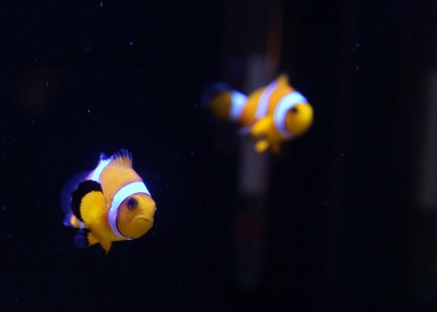 IMG_3157 (1000x715).jpg