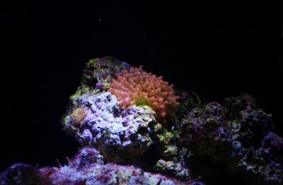 IMG_3117 (700x456).jpg