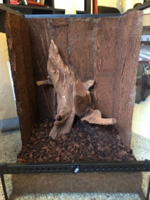 Mangrove och xaxim på plats