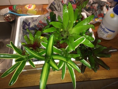 Växter från http://bromelien-westermann.eu/