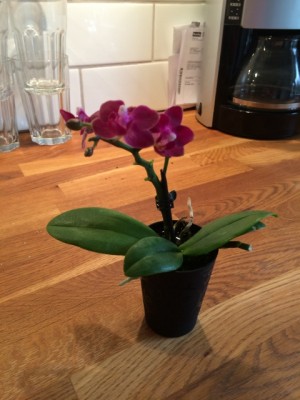 Liten orchidé från plantagen