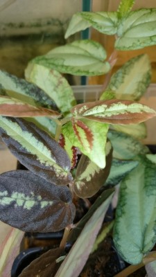 2014-01-13 14.21.35.jpg