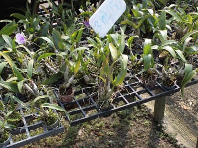 3st orkideer för 50bht, det är 3st för 10sek!!! Så jäkla billigt att jag tappade hakan!