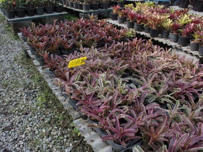 Fyra halvstora bromelior med skott för ca25sek!